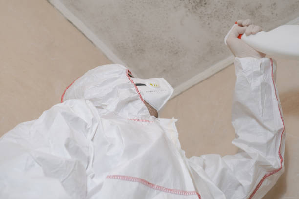 Mold Prevention & Removal